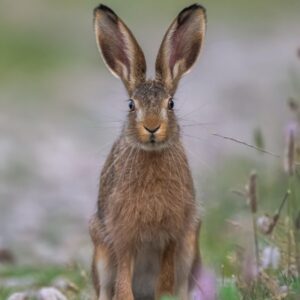 A wild hare sitting upright in a field of wild flowers