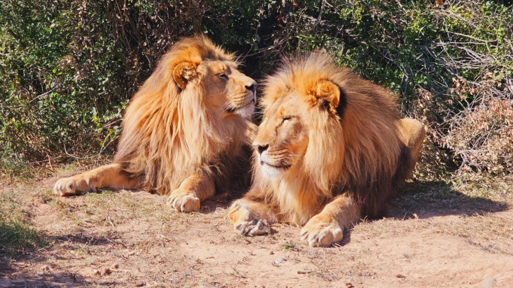 Two male lions lying close to each other and affectionately licking each other