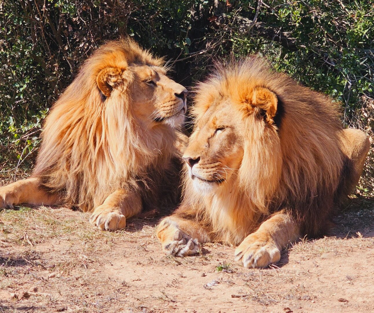 Two male lions lying close to each other and affectionately licking each other