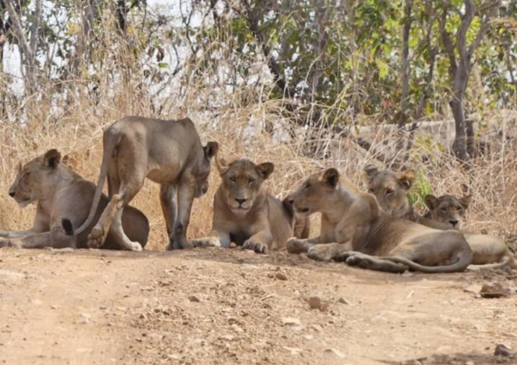 A group of young lions and lionesses lying together in the desert