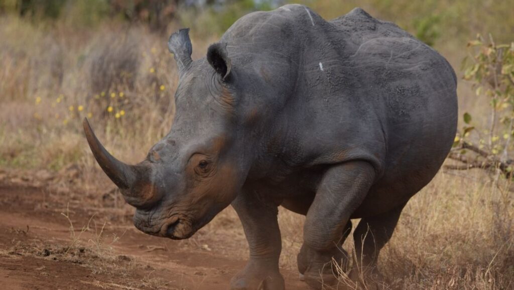 A rhino with a large horn