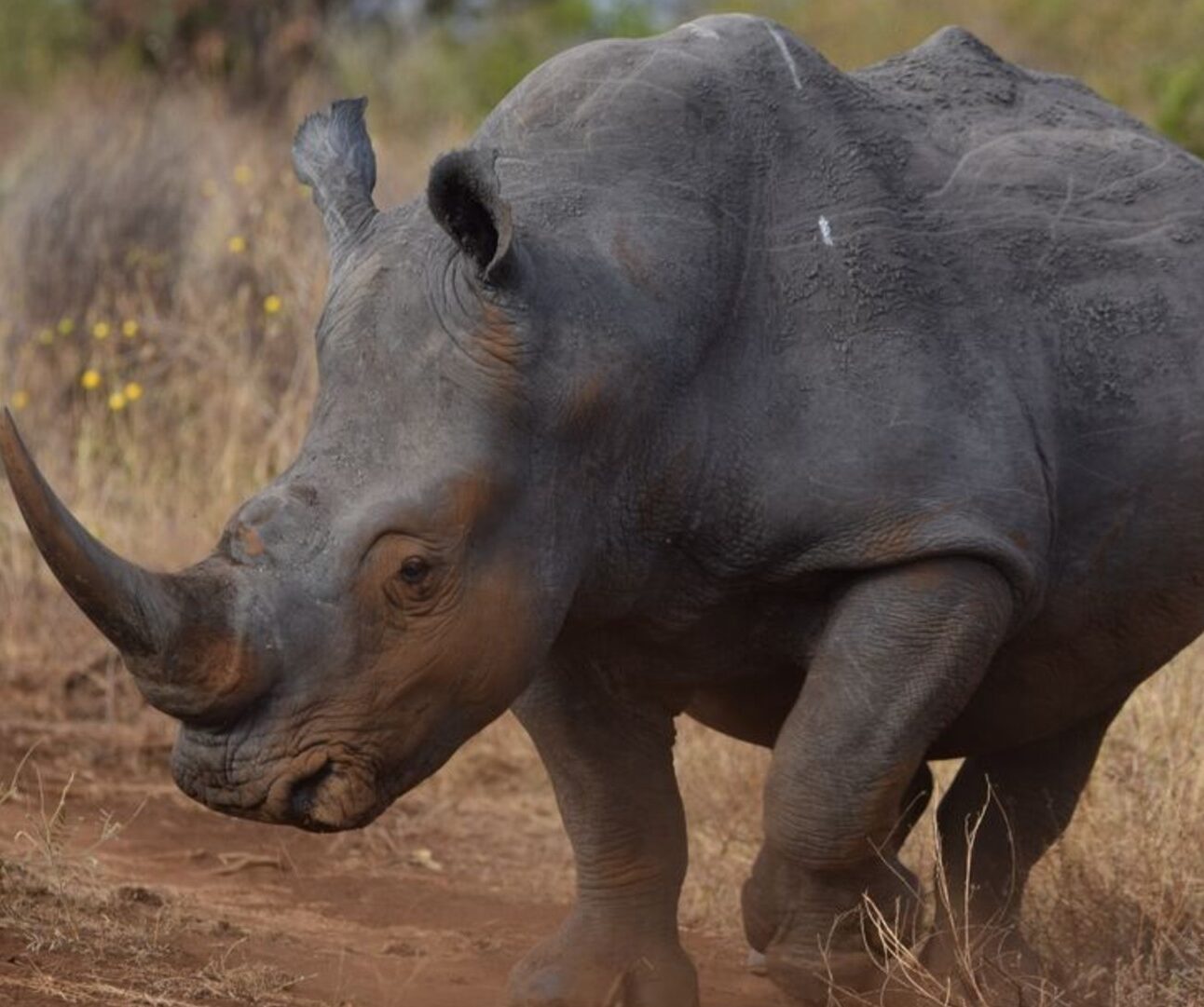 A rhino with a large horn