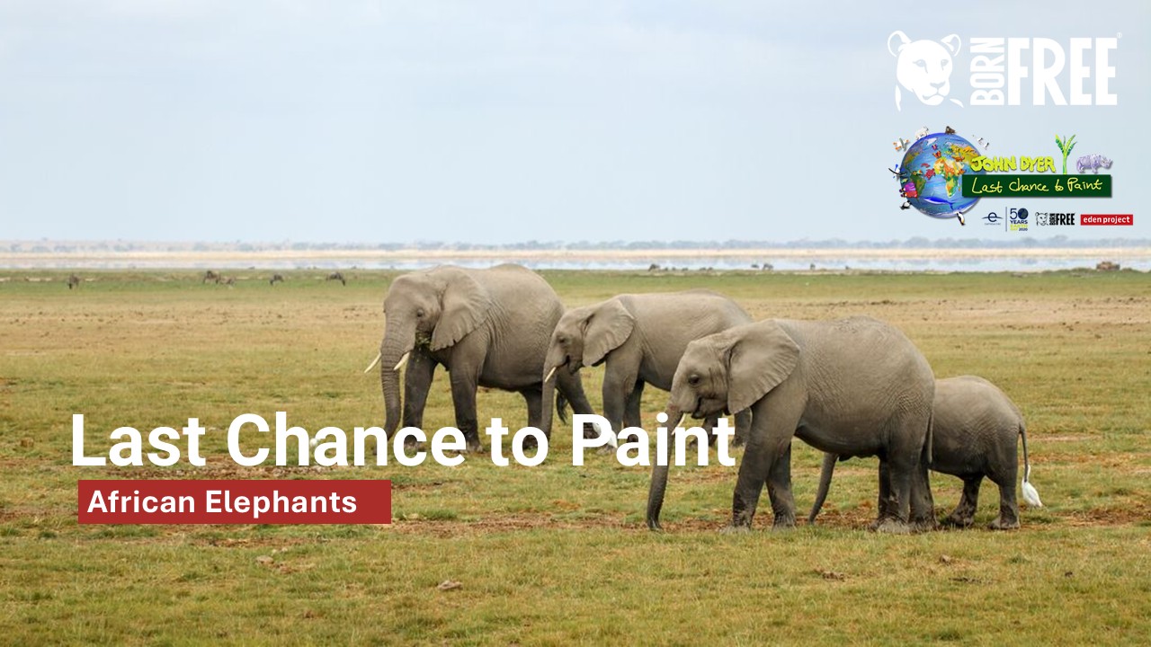 Last Chance to Paint: African Eephants