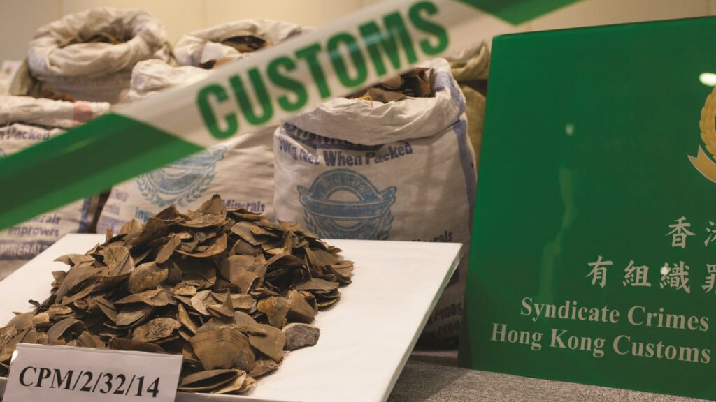 A pile of pangolin scales with green and white 'customs' tape and three sacks of scales visible in the background.