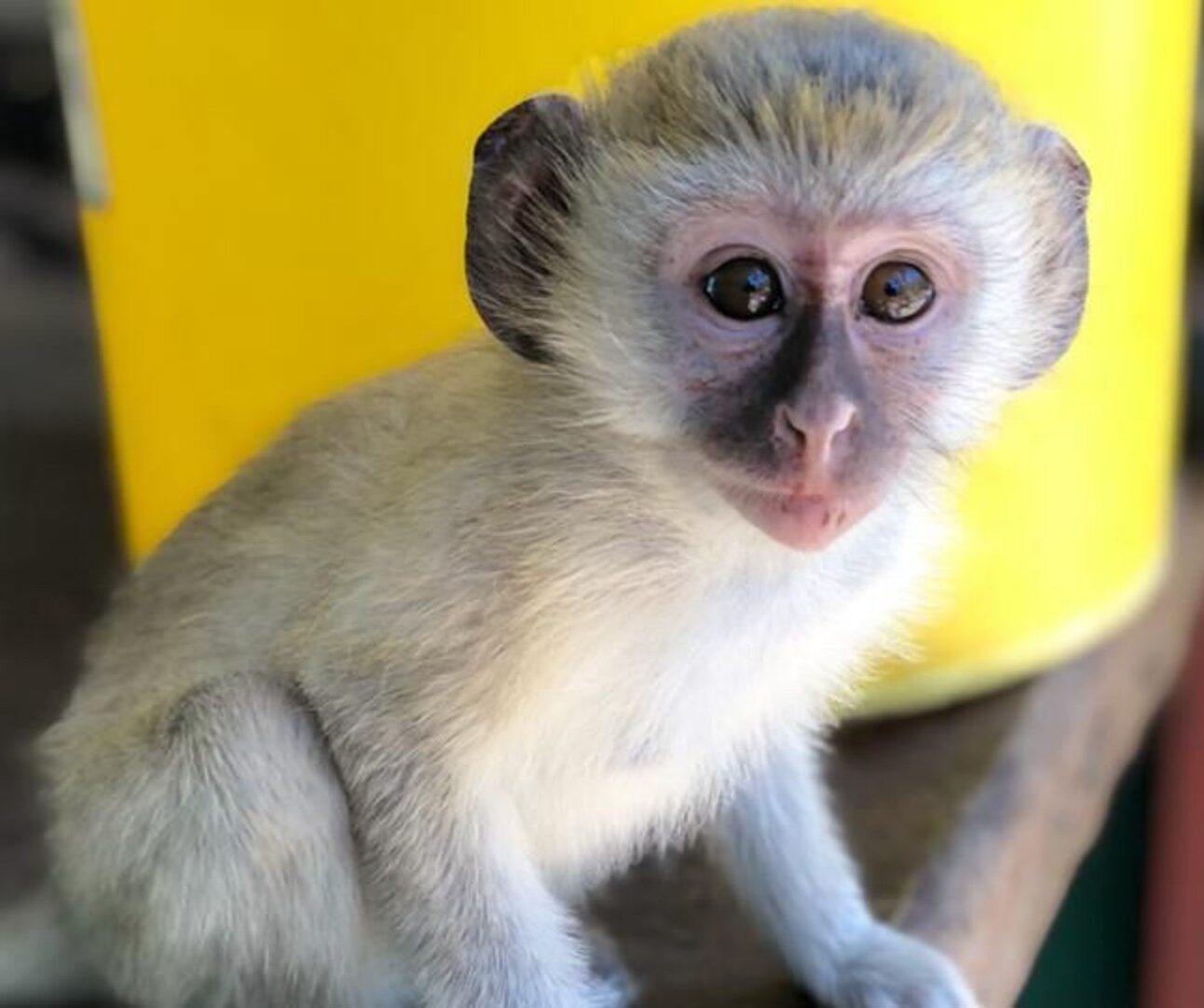 A baby vervet monkey sitting on a yellow blanket