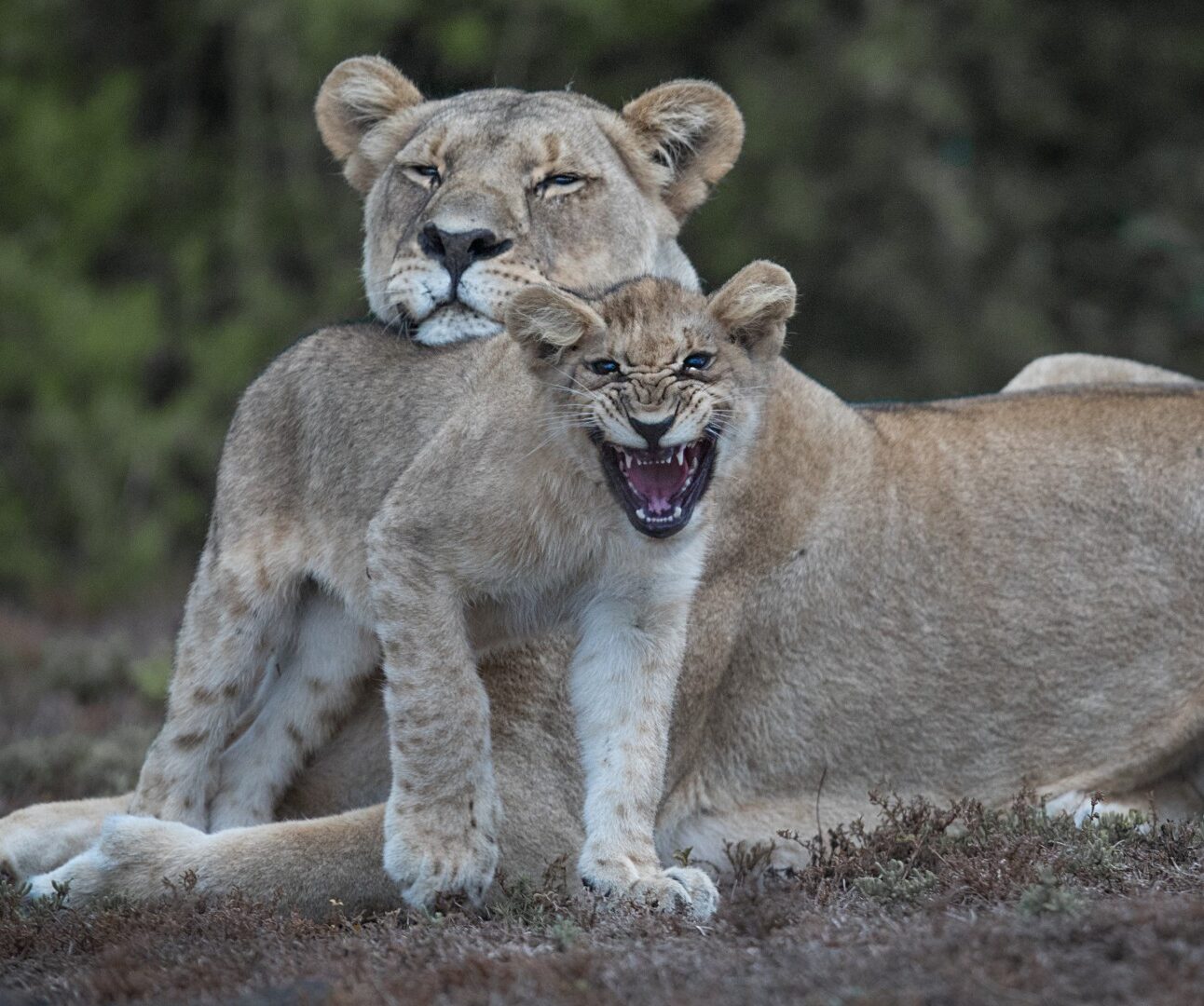 A lioness resting her head on a lion cub who is roaring at the camera