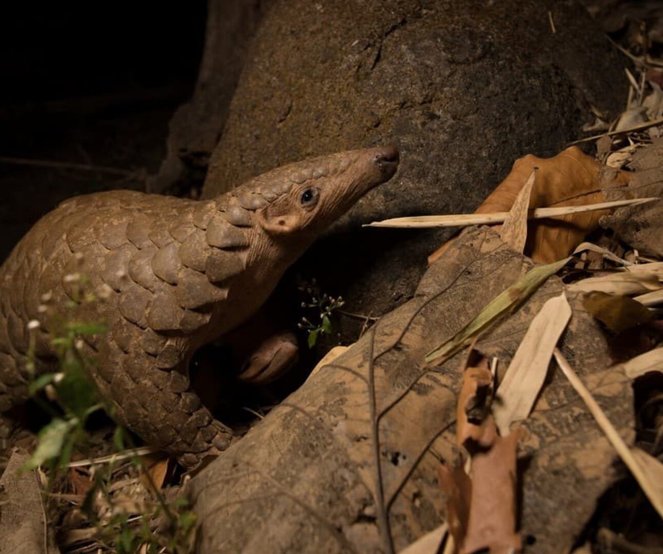 A pangolin crawling across a leafy forest floor at night