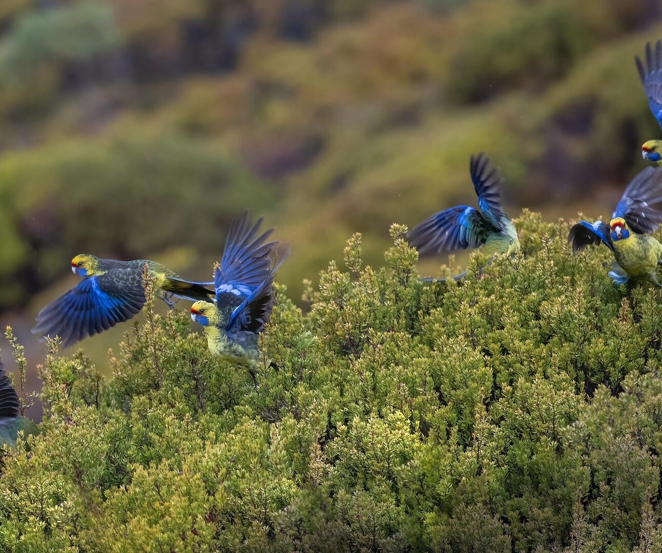 Several bright blue parrots flying above the canopy of a rainforest