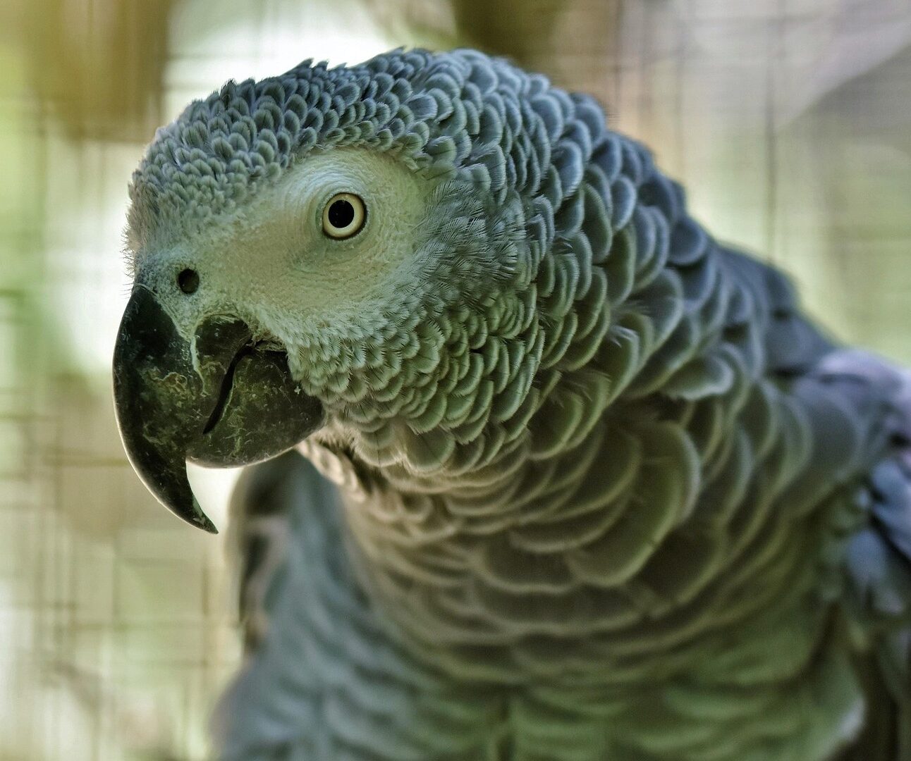 A close-up photo of an African Grey parrot